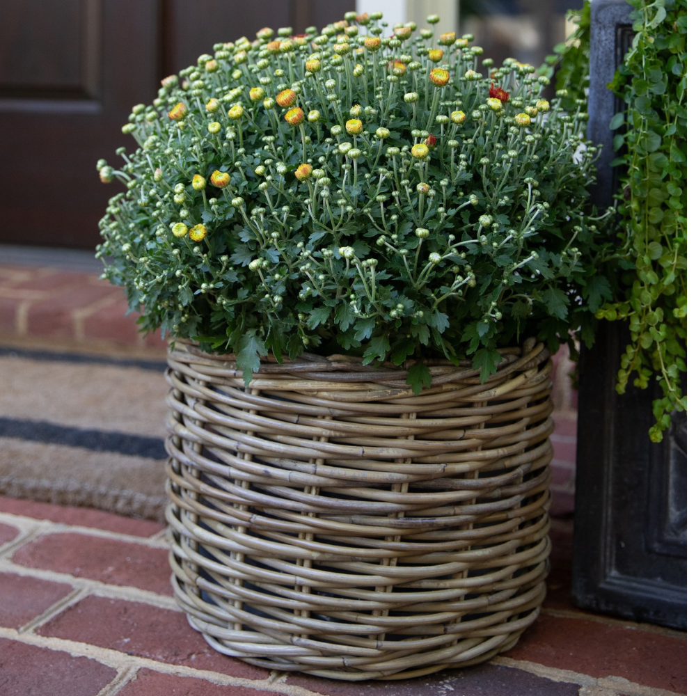 Rattan Planter Baskets